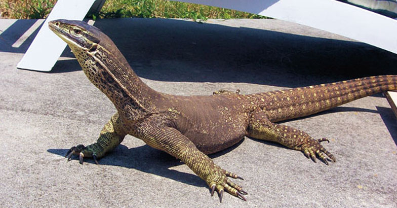 ദിനോസര്‍ കുഞ്ഞിനെ വീട്ടില്‍ വളര്‍ത്താം